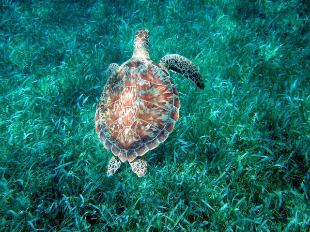 Hol Chan Marine Reserve